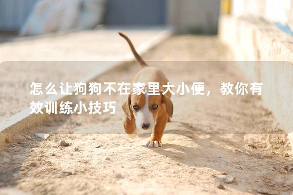 怎么让狗狗不在家里大小便，教你有效训练小技巧