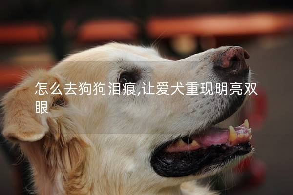 怎么去狗狗泪痕,让爱犬重现明亮双眼