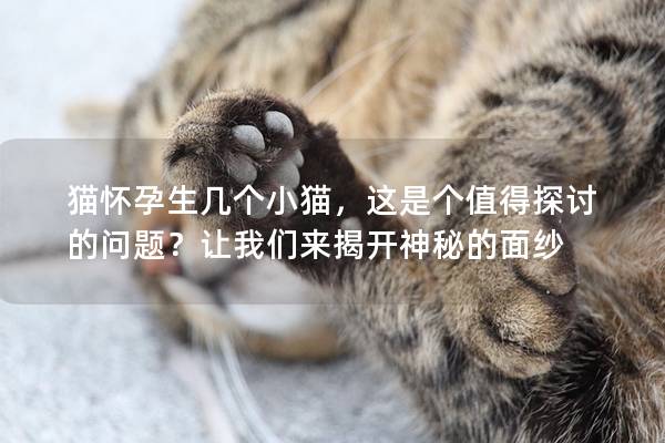 猫怀孕生几个小猫，这是个值得探讨的问题？让我们来揭开神秘的面纱