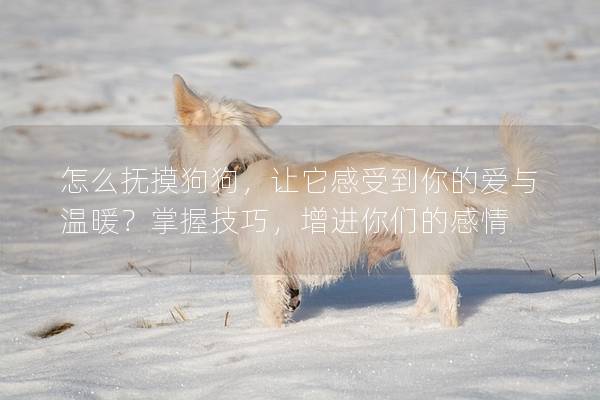 怎么抚摸狗狗，让它感受到你的爱与温暖？掌握技巧，增进你们的感情