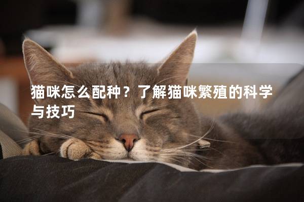 猫咪怎么配种？了解猫咪繁殖的科学与技巧