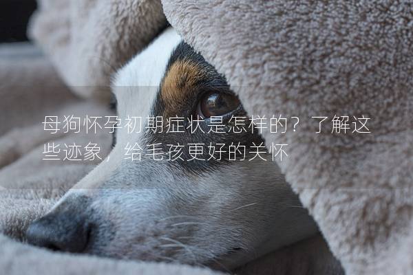 母狗怀孕初期症状是怎样的？了解这些迹象，给毛孩更好的关怀