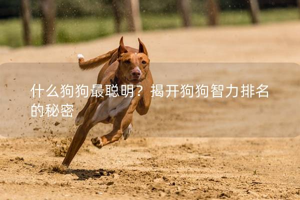 什么狗狗最聪明？揭开狗狗智力排名的秘密