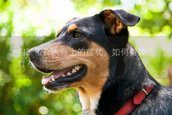 狗跳蚤在人身上的症状，如何有效应对？