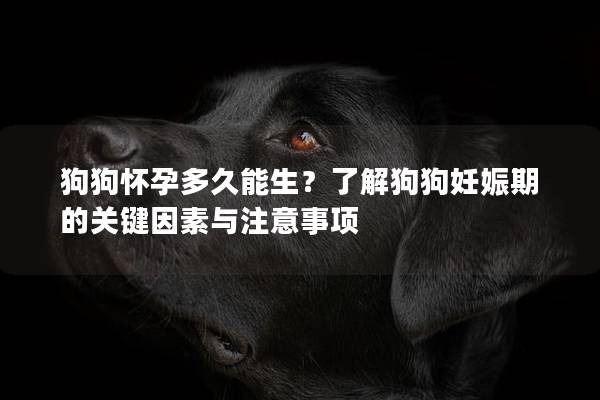 狗狗怀孕多久能生？了解狗狗妊娠期的关键因素与注意事项