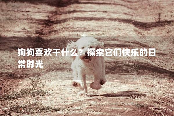 狗狗喜欢干什么？探索它们快乐的日常时光