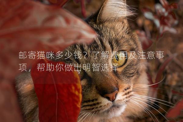 邮寄猫咪多少钱？了解费用及注意事项，帮助你做出明智选择