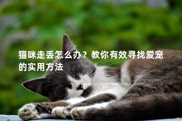 猫咪走丢怎么办？教你有效寻找爱宠的实用方法