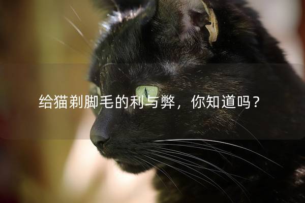 给猫剃脚毛的利与弊，你知道吗？