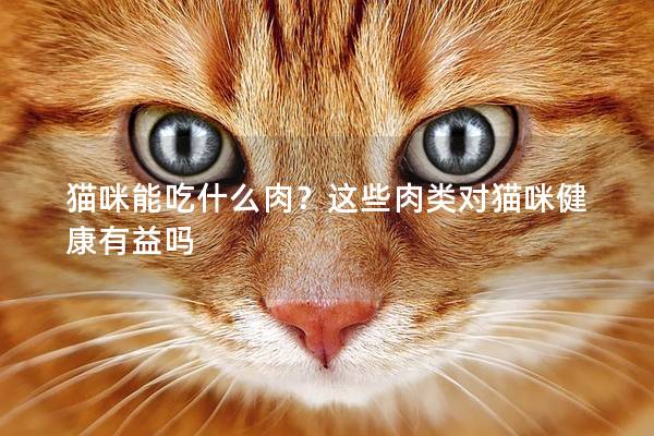 猫咪能吃什么肉？这些肉类对猫咪健康有益吗