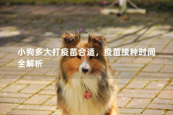 小狗多大打疫苗合适，疫苗接种时间全解析