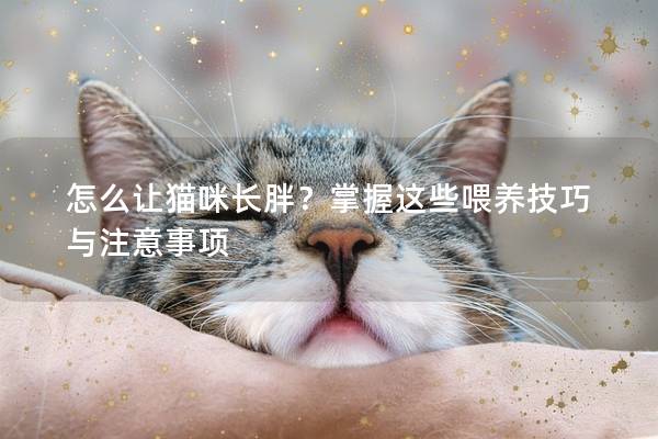 怎么让猫咪长胖？掌握这些喂养技巧与注意事项