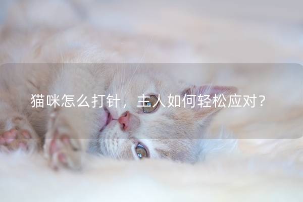 猫咪怎么打针，主人如何轻松应对？