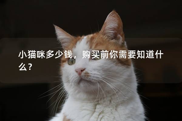 小猫咪多少钱，购买前你需要知道什么？