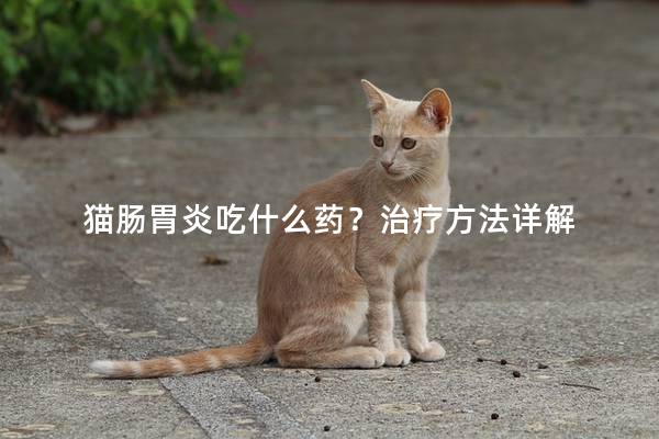 猫肠胃炎吃什么药？治疗方法详解