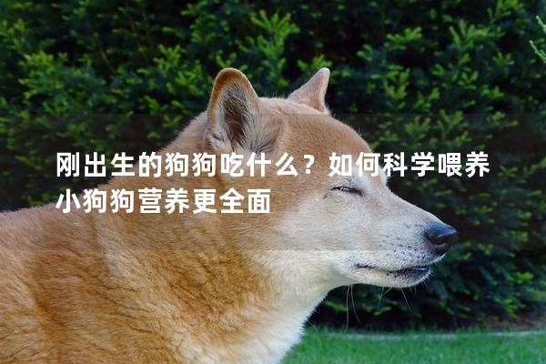 刚出生的狗狗吃什么？如何科学喂养小狗狗营养更全面