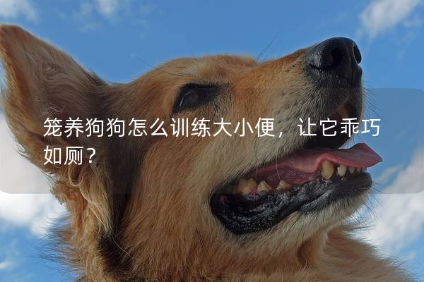 笼养狗狗怎么训练大小便，让它乖巧如厕？