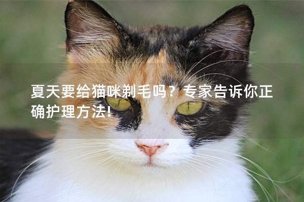 夏天要给猫咪剃毛吗？专家告诉你正确护理方法!
