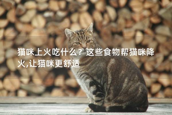 猫咪上火吃什么？这些食物帮猫咪降火,让猫咪更舒适