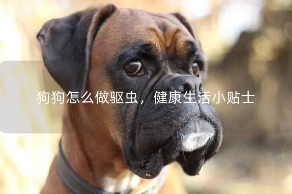 狗狗怎么做驱虫，健康生活小贴士