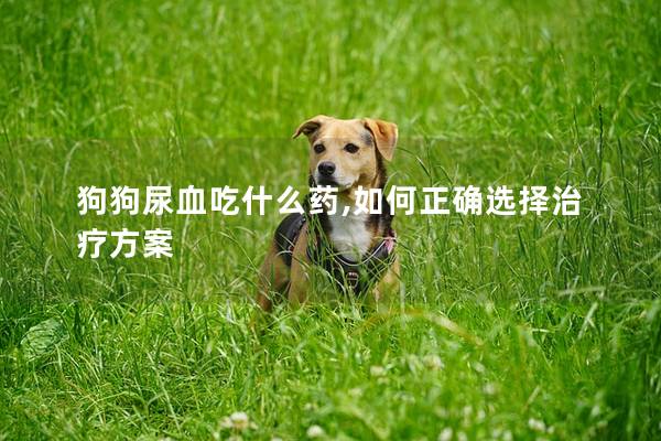 狗狗尿血吃什么药,如何正确选择治疗方案