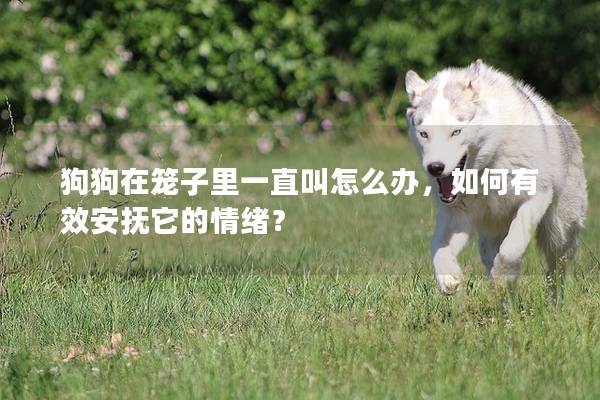 狗狗在笼子里一直叫怎么办，如何有效安抚它的情绪？