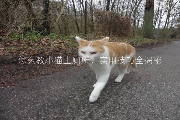 怎么教小猫上厕所，实用技巧全揭秘