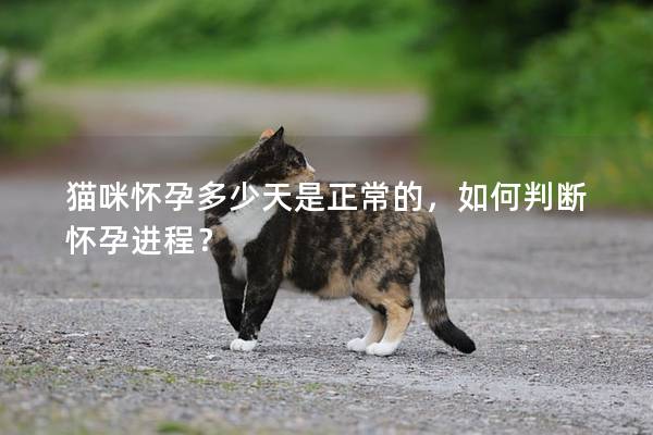 猫咪怀孕多少天是正常的，如何判断怀孕进程？