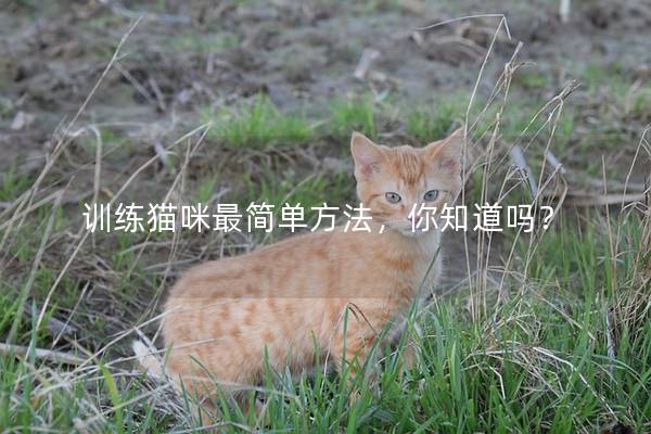 训练猫咪最简单方法，你知道吗？