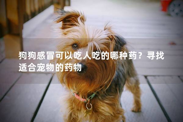 狗狗感冒可以吃人吃的哪种药？寻找适合宠物的药物