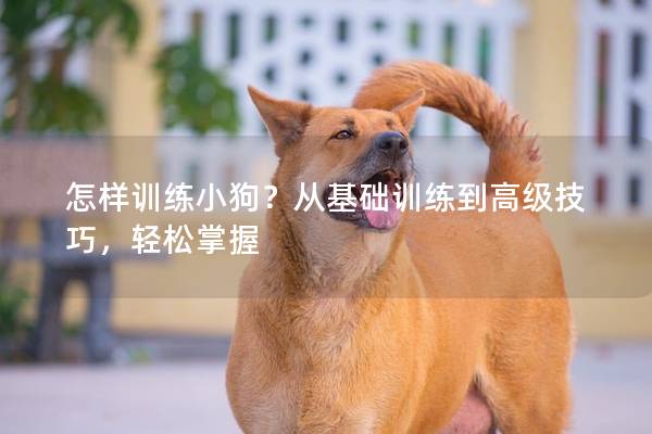 怎样训练小狗？从基础训练到高级技巧，轻松掌握
