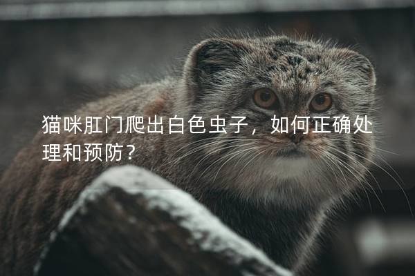 猫咪肛门爬出白色虫子，如何正确处理和预防？