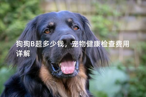 狗狗B超多少钱，宠物健康检查费用详解