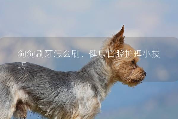 狗狗刷牙怎么刷，健康口腔护理小技巧
