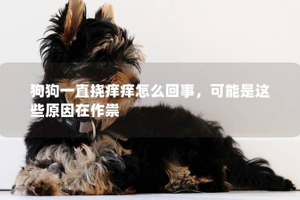 狗狗一直挠痒痒怎么回事，可能是这些原因在作祟