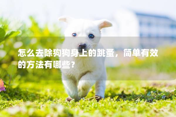 怎么去除狗狗身上的跳蚤，简单有效的方法有哪些？