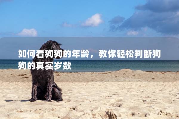 如何看狗狗的年龄，教你轻松判断狗狗的真实岁数