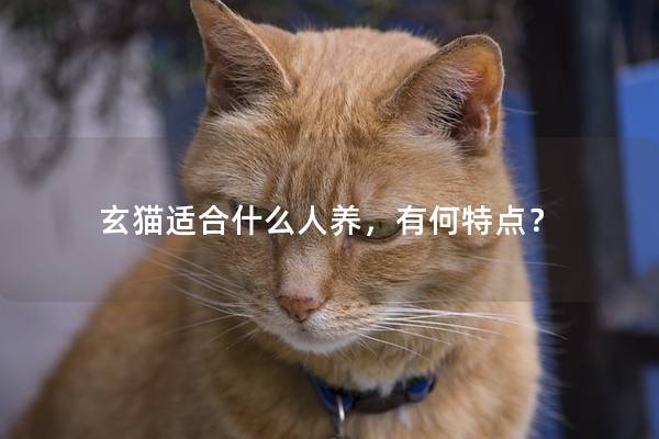 玄猫适合什么人养，有何特点？