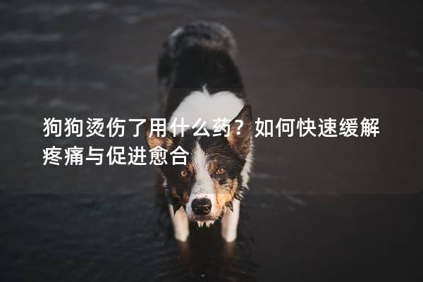 狗狗烫伤了用什么药？如何快速缓解疼痛与促进愈合
