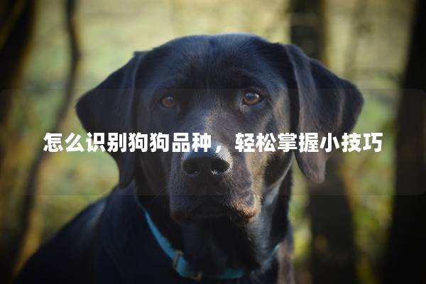 怎么识别狗狗品种，轻松掌握小技巧