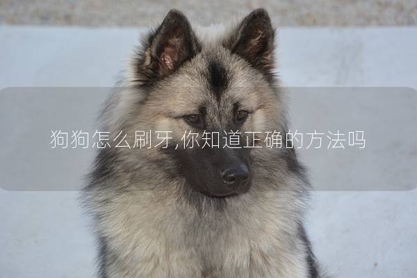 狗狗怎么刷牙,你知道正确的方法吗