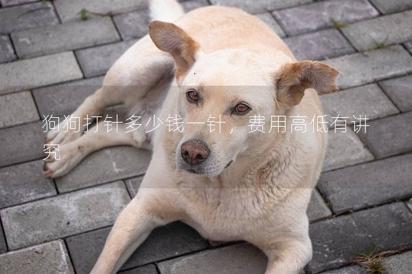 狗狗打针多少钱一针，费用高低有讲究