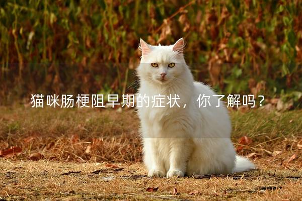 猫咪肠梗阻早期的症状，你了解吗？