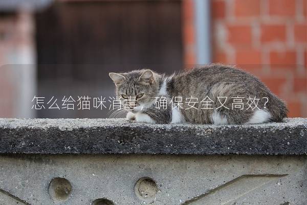怎么给猫咪消毒，确保安全又高效？