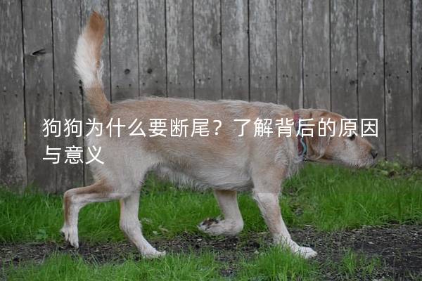 狗狗为什么要断尾？了解背后的原因与意义