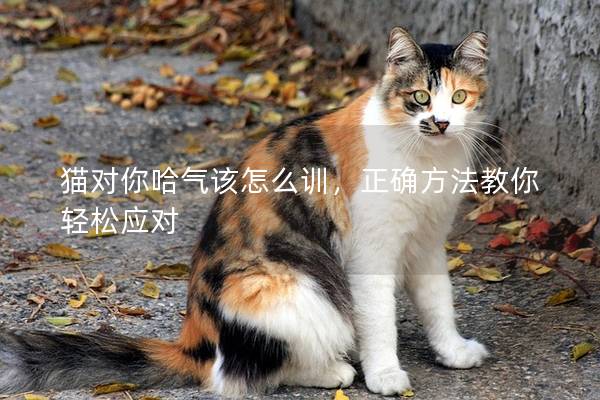 猫对你哈气该怎么训，正确方法教你轻松应对