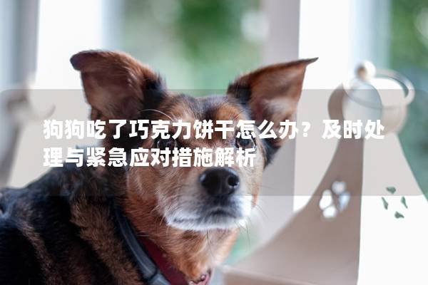 狗狗吃了巧克力饼干怎么办？及时处理与紧急应对措施解析