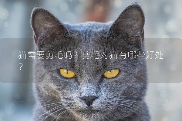 猫需要剪毛吗？剪毛对猫有哪些好处？