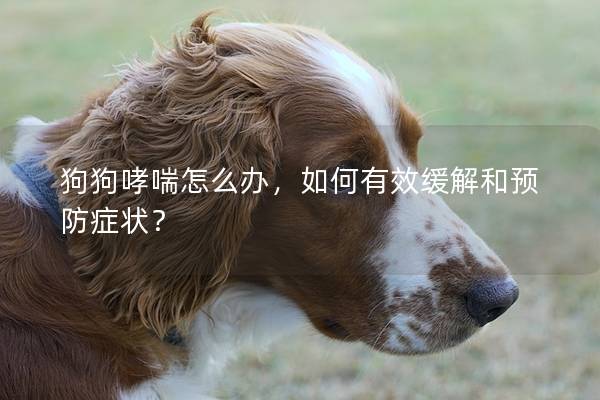 狗狗哮喘怎么办，如何有效缓解和预防症状？