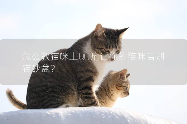 怎么教猫咪上厕所,让你的猫咪告别猫砂盆？